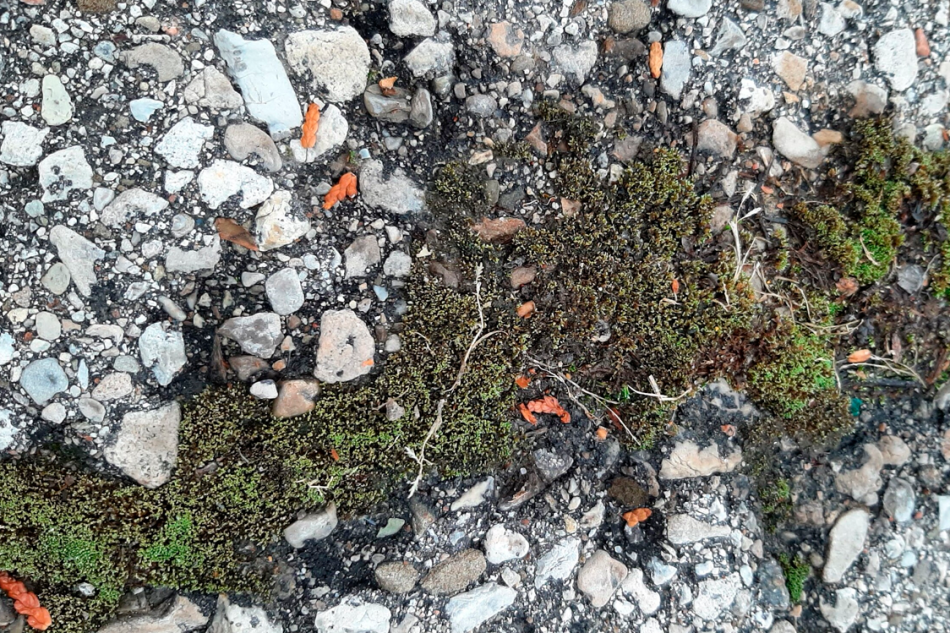 A photo of moss and rocks from above.
